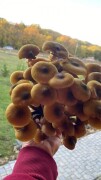 Грибы и ягоды в Кутлер