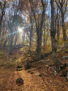 Грибы и ягоды в Кутлер